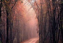 WNBA历史MVP次数排行:威尔逊4次居首,斯沃普斯3次次席